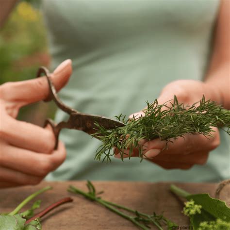 How to Grow Dill from Cuttings: Super Simple Guide - Pioneer Health Homestead