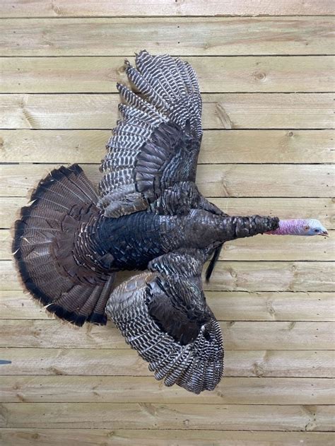 Wild Turkey Flying Taxidermy Mount (#0058) on Aug 13, 2022 ...