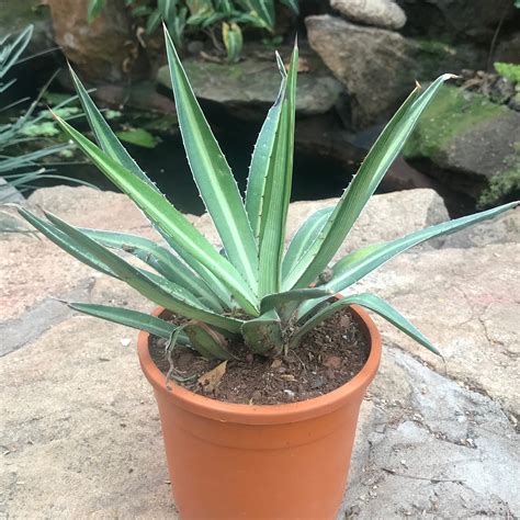 Agave Xylonacantha Mediopicta Plant