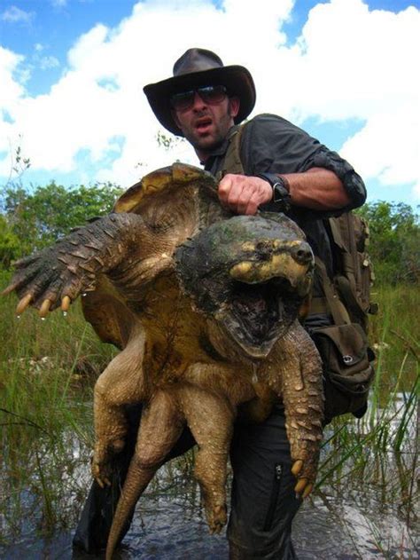 Image result for Large Alligator Snapping Turtle