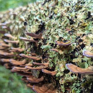 Health Benefits of Nature Exposure Workshop led by Jen Janus, Soul Food ...