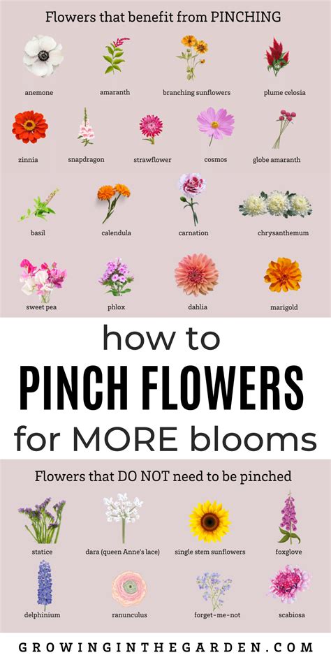 How To Make Cut Flower Food at Charles Bolden blog