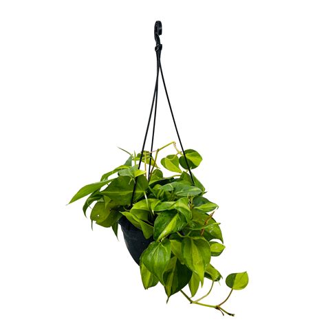 Philodendron Oxycardium Brasil With Hanging Pot (Home & Garden) – Hug A ...