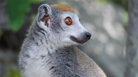 MIA chocolate maker launches carbon capture and lemur conservation plan ...