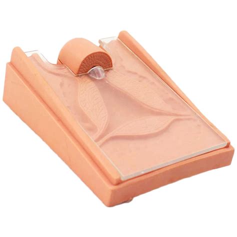 Buy IInternal Device Training Model, Female Internal and External ...