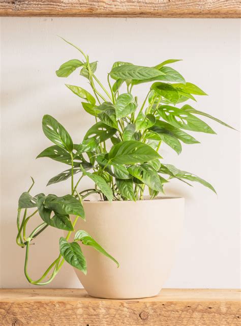 Common House Plant Vines How To Grow And Care For The Arrowhead Plant