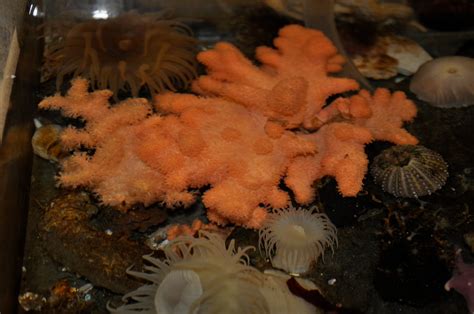 Antarctica 的图像结果