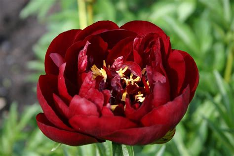 Buckeye Belle – Parkland Peonies
