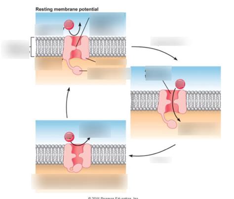 Image result for Cell Resting Membrane Potential