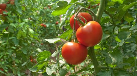 22 Common Reasons Why Your Tomato Leaves Are Curling (Plus Quick Fixes ...