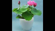 how to grow lotus from seed day 32 easiest way of growing lotus at home how to grow lotus from seed day 32 easiest way of growing lotus at home