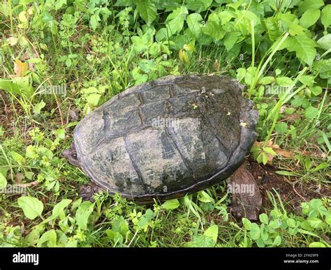 Image result for Snapper Turtle