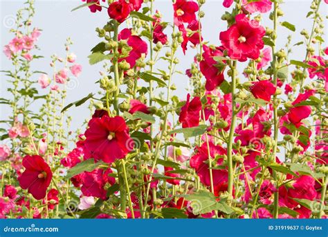 Korean National Flower Mugunghwa
