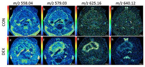 Mass Spectrometry Imaging (MSI) Delineates Thymus-Centric Metabolism In ...