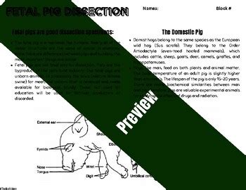 Image result for Fetal Pig Dissection Lab
