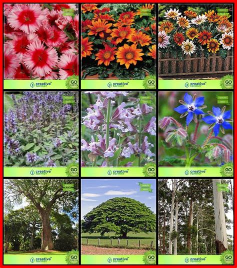 Buy Creative Farmer Garden Seed Combo Flower & Tree : Dalbergia ...