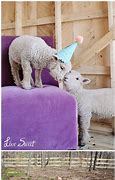 Image result for Cute Baby Farm Animals