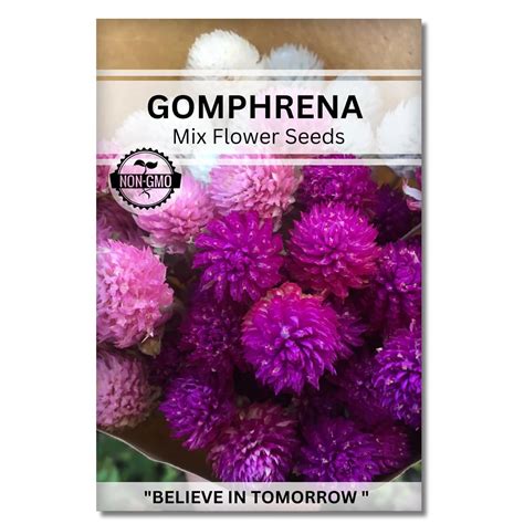 Navika Seeds ; Grow with Us Gompherena Flower Seed.Perfect for Home ...