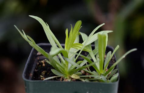 Garden plants that will repel deer and rabbits