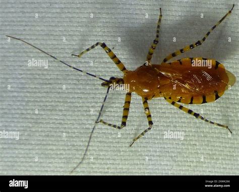 Orange Assassin Bug (Pselliopus barberi) Insecta Stock Photo - Alamy