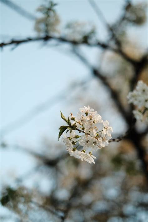 Image result for Springtime Background Music