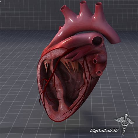 human heart anatomy 3d model