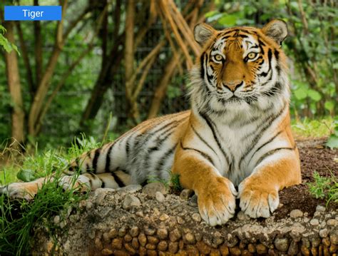 Computer Vision Tasks 的图像结果