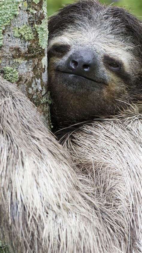 Costa Rica Rainforest Sloths Three Toed Sloth In Costa Rican