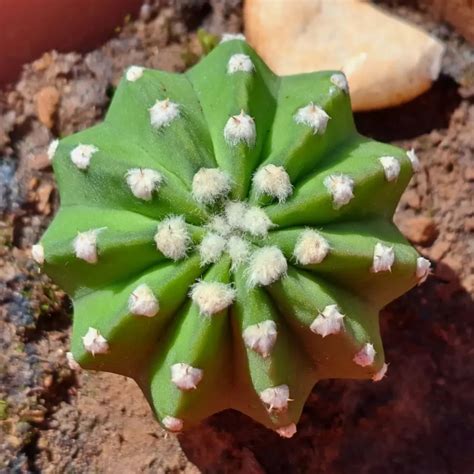Easter Lily Cactus: Springtime Care Magic