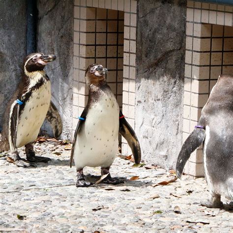 NIJI NO MORI PARK OSAKANA-KAN (2026) All You Need to Know BEFORE You Go ...