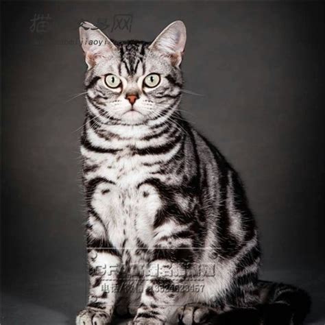 家养美短虎斑纯种美国短毛猫标斑银虎斑猫矮脚美短标斑加白起司猫