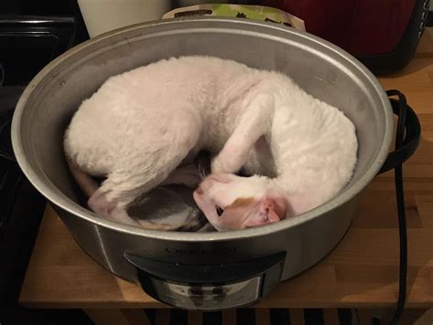 Cooked Cat