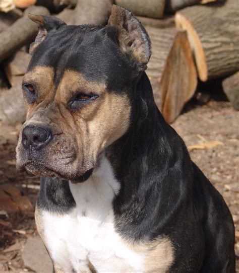 Alano español, Razas de perros, Perros