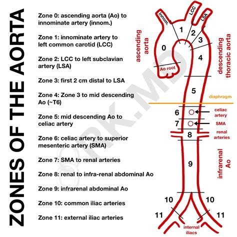 Zones Of The Aorta