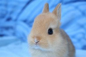 Image result for Baby Rabbit Wallpaper