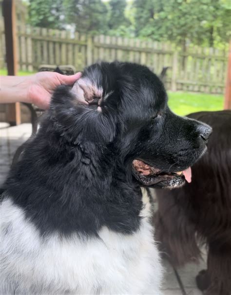 Simple Tips On Caring For Your Newfoundland's Ears - My Brown Newfies