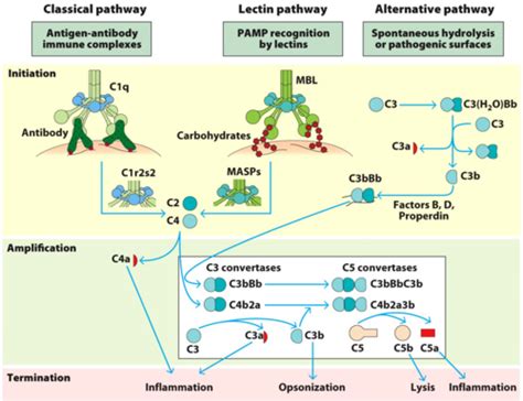 Image result for Complement Innate Immunity