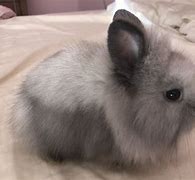 Image result for lionhead bunny