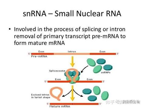 Small Activatingrna 的图像结果