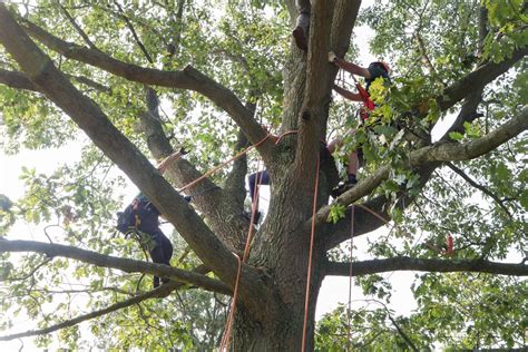 Tree Climbing Lessons 的图像结果