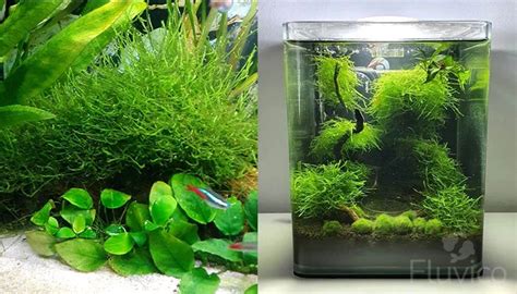Image result for Java Moss Carpet