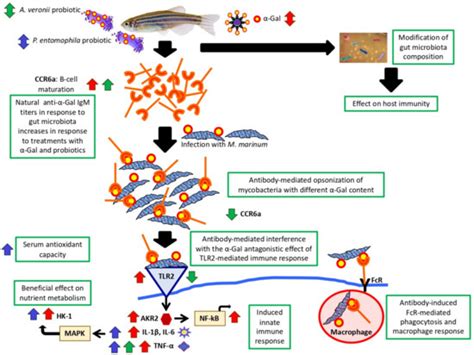 Probiotic Bacteria with High Alpha-Gal Content Protect Zebrafish ...