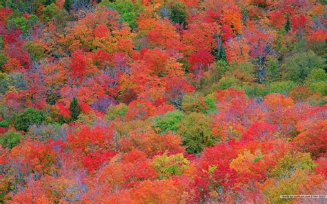 Fall Colors Wallpaper Backgrounds - Wallpaper Cave