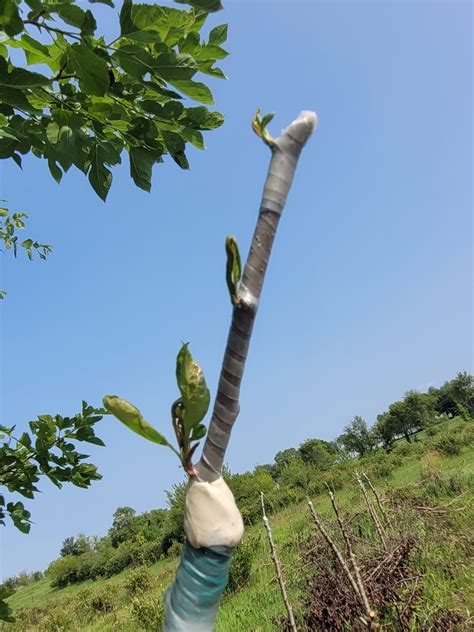 Summer Grafting Asian Pear - General Fruit Growing - Growing Fruit