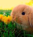 Image result for Cute Bunnies Dressed Up