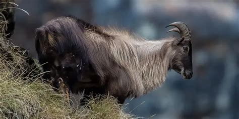 The Diverse Flora & Fauna of Kedarkantha