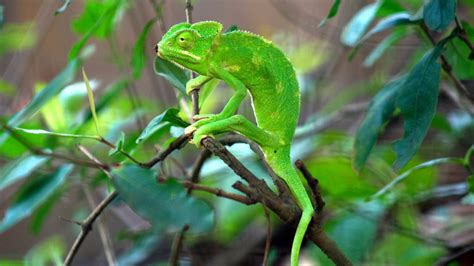 Bondla Wildlife Sanctuary: A Natural Haven in Goa | Incredible India