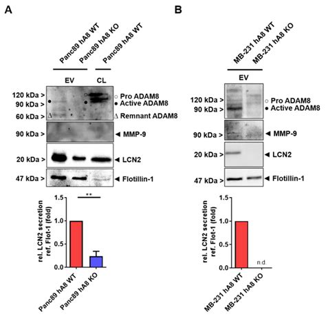 ADAM8-Dependent Extracellular Signaling in the Tumor Microenvironment ...