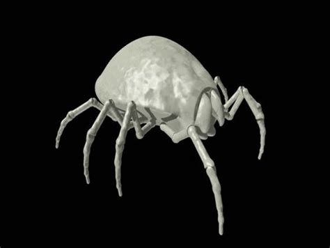 Image result for C4d Insect Walk Cycle Tutorial