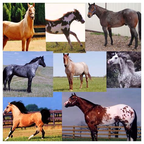 All Kinds Of Horses
